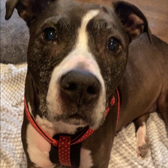 Meet your Posher, Lilly - Picture 1 of 1